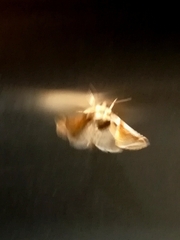 Habrosyne pyritoides
