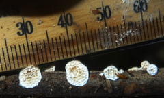 Antrodia heteromorpha