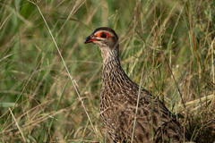 Pternistis clappertoni