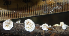 Antrodia heteromorpha
