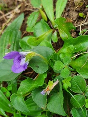 Viola riviniana