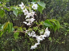 Prunus avium