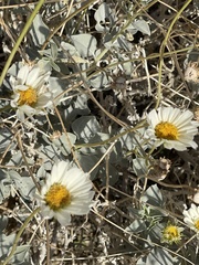 Encelia ravenii