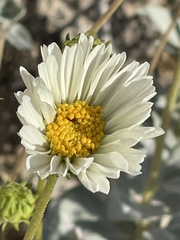Encelia ravenii