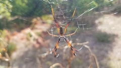 Trichonephila inaurata