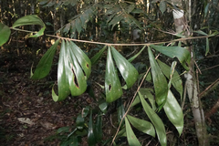 Dypsis pinnatifrons