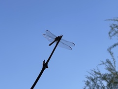 Orthemis ferruginea