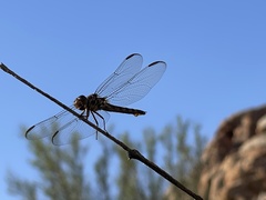 Orthemis ferruginea