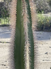 Lophocereus schottii