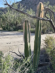 Lophocereus schottii