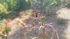 Trichonephila inaurata
