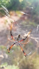 Trichonephila inaurata