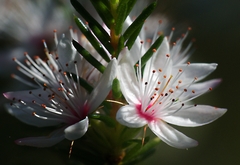 Calytrix tetragona