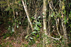Dypsis pinnatifrons