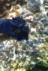 Dendrodoris arborescens