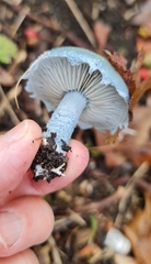 Stropharia