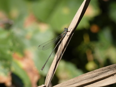 Chalcolestes parvidens