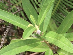 Helicteres angustifolia