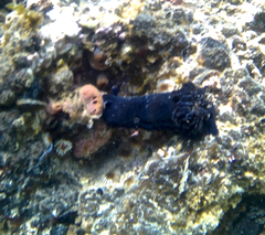 Dendrodoris arborescens