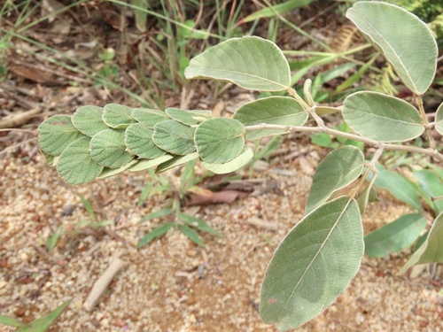 Desmodium elegans iNat (1)