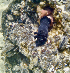 Dendrodoris arborescens