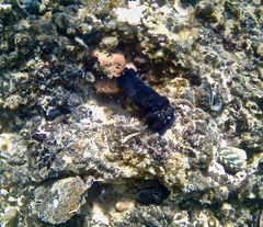 Dendrodoris arborescens