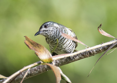 Chrysococcyx lucidus