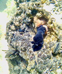 Dendrodoris arborescens