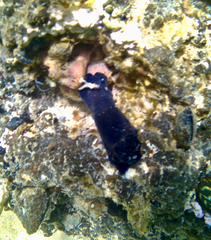 Dendrodoris arborescens