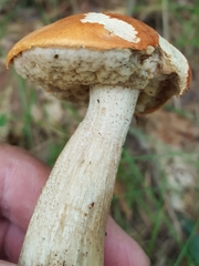Tylopilus balloui