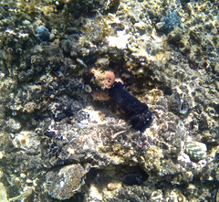 Dendrodoris arborescens