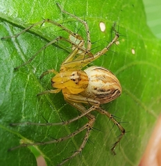 Oxyopes