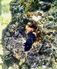 Dendrodoris arborescens