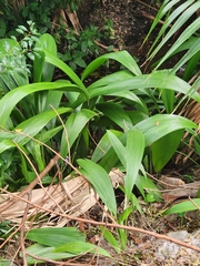 Setaria palmifolia