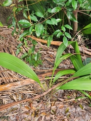 Setaria palmifolia