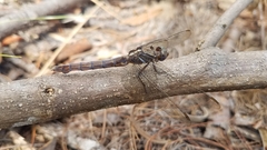 Orthetrum azureum