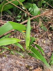 Setaria palmifolia