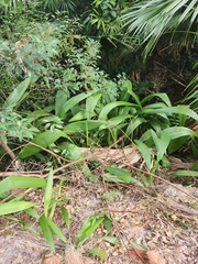 Setaria palmifolia
