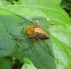 Oxyopes