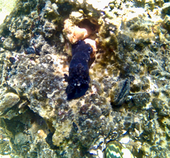 Dendrodoris arborescens