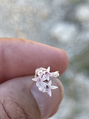 Palafoxia arida arida