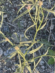 Palafoxia arida arida