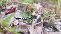 Acisoma attenboroughi