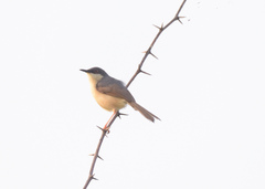Prinia socialis