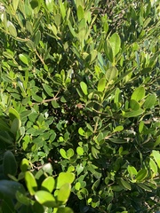 Alyxia buxifolia