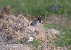 Motacilla maderaspatensis