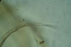 Stereodon hamulosus