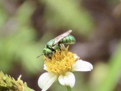 Ceratina smaragdula