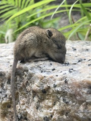 Indochinese Forest Rat photo 2