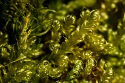 Stereodon hamulosus